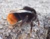Bombus lapidarius